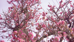 梅の花