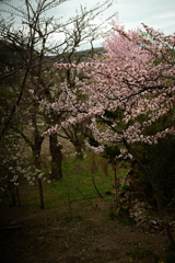 桜 小樽公園にて