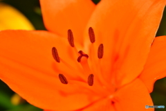 Liliun flower
