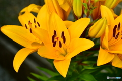 Liliun flower