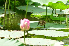 Pato Real (magamo)