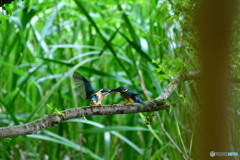 DSC_0888_6554