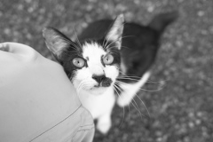 出張先の猫