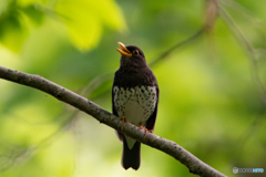 鳴き声に誘われて