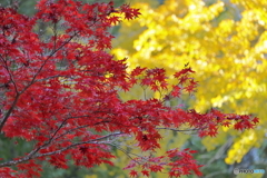 紅葉と銀杏と