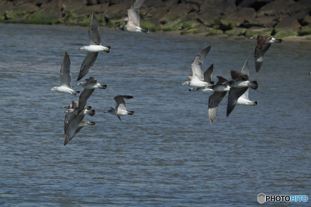 ウミネコの飛翔