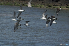 ウミネコの飛翔