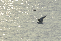 シャンパンゴールド