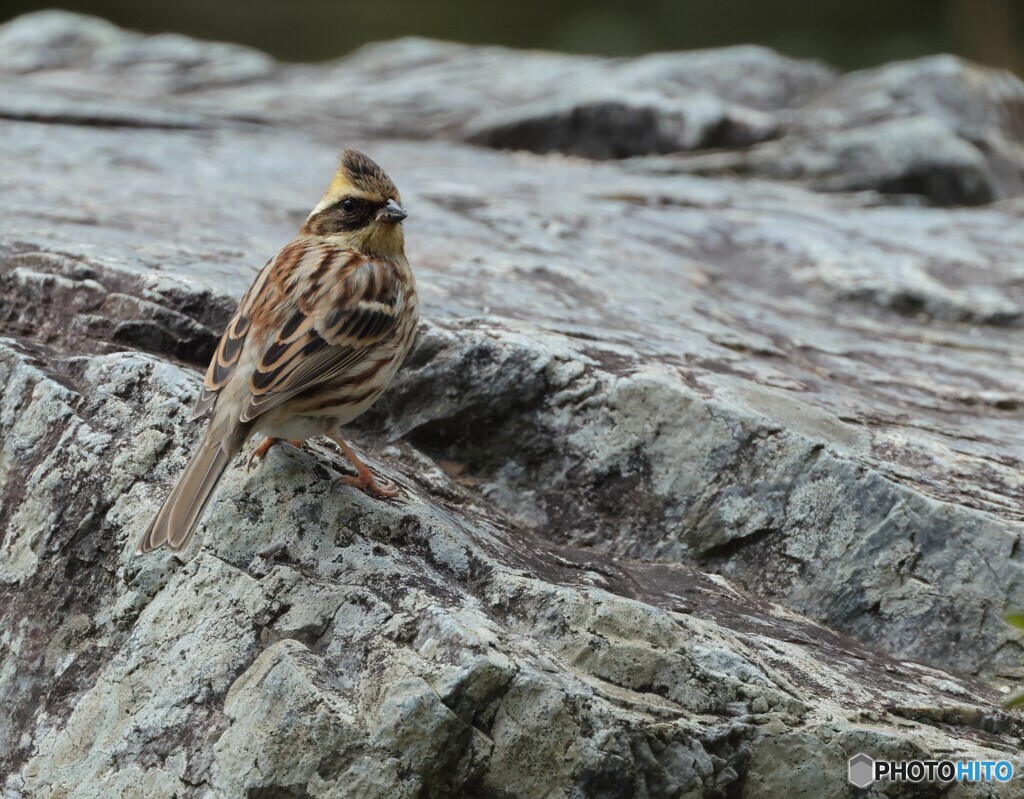 ミヤマホオジロ