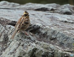 ミヤマホオジロ