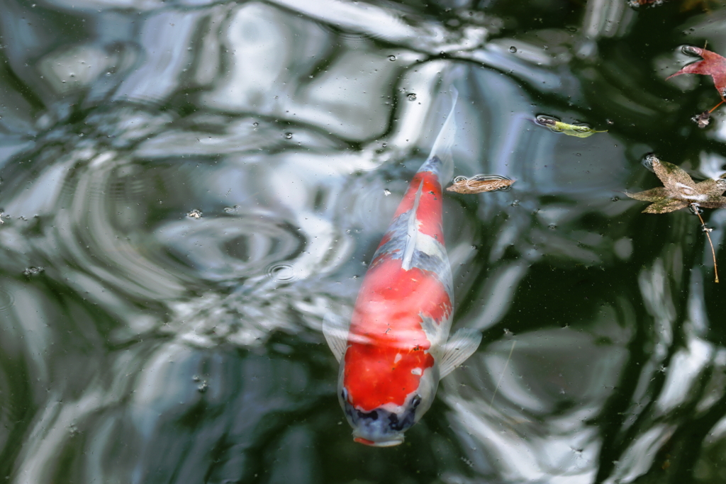 紅葉と錦鯉