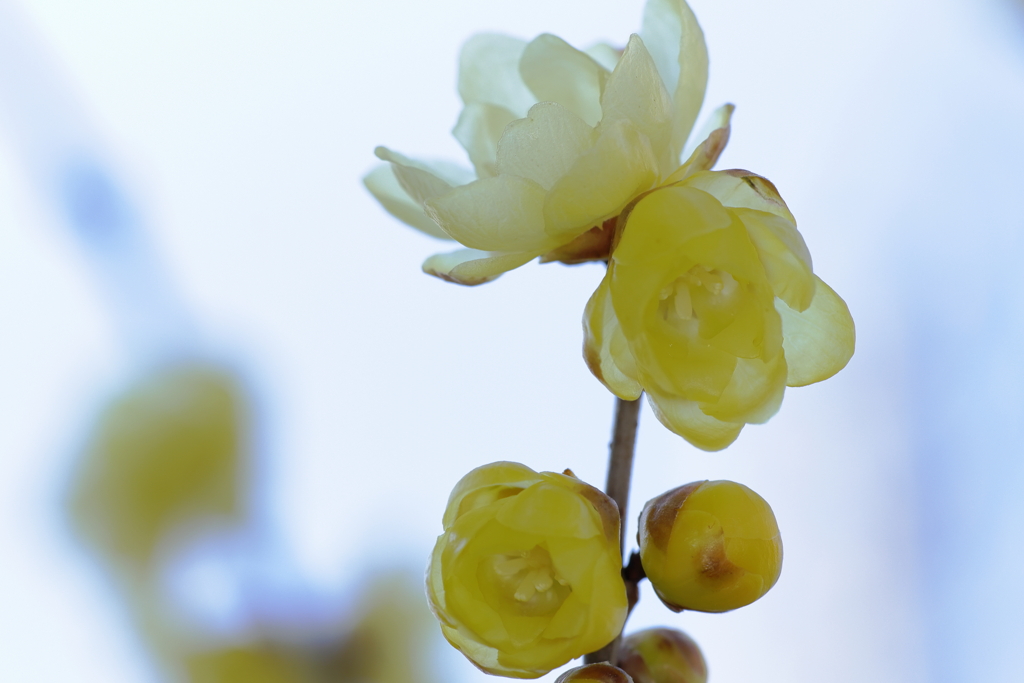 立春後の蠟梅