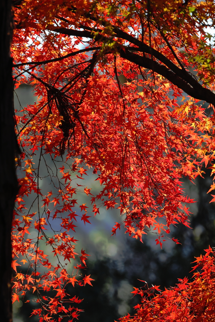 冬日の紅葉