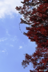 青天の紅葉