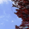 青天の紅葉