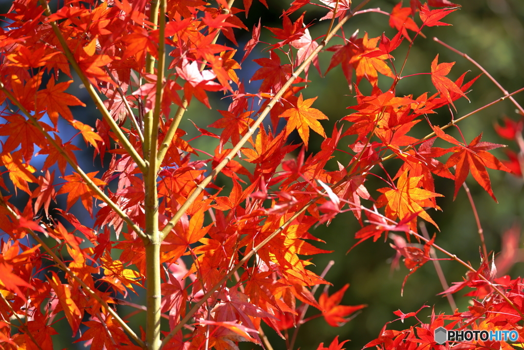 すだれ紅葉のような