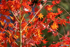 すだれ紅葉のような