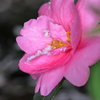 山茶花にみぞれ