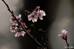 冬桜