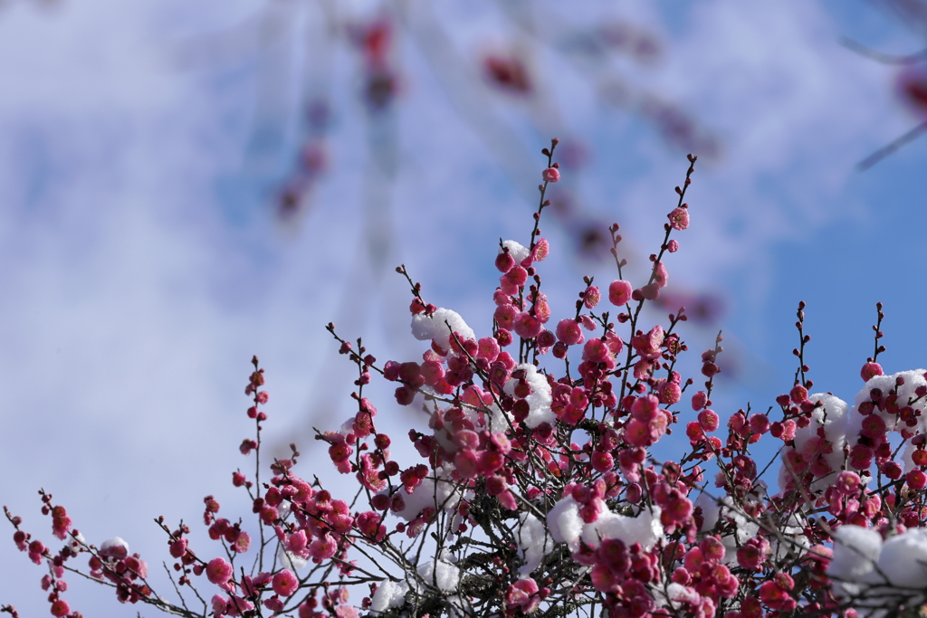 紅梅と雪 by 家守 （ID：13382284） - 写真共有サイト:PHOTOHITO