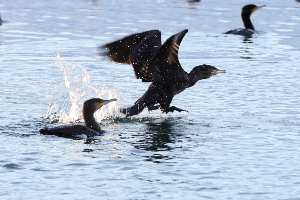川鵜の飛び出し