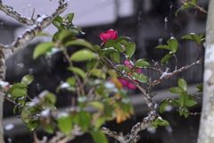 山茶花の初雪
