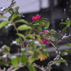 山茶花の初雪