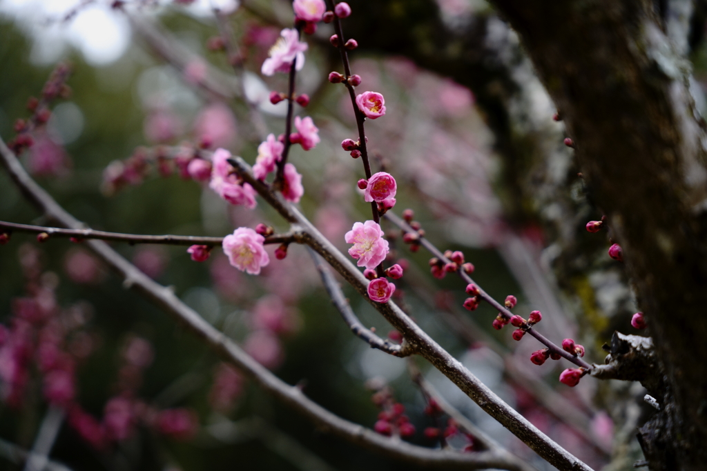 奈良公園
