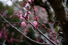 奈良公園