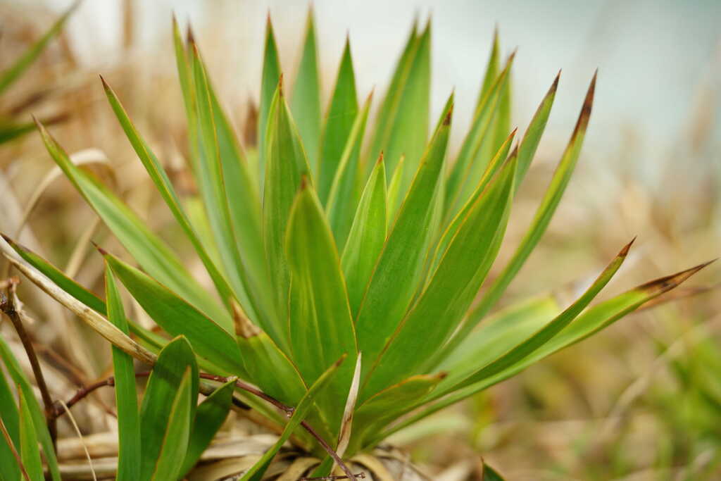 アツバキミガヨラン
