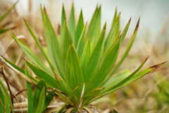 アツバキミガヨラン