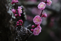 奈良公園