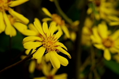黄