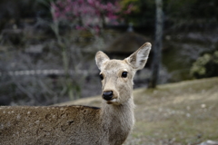 奈良公園