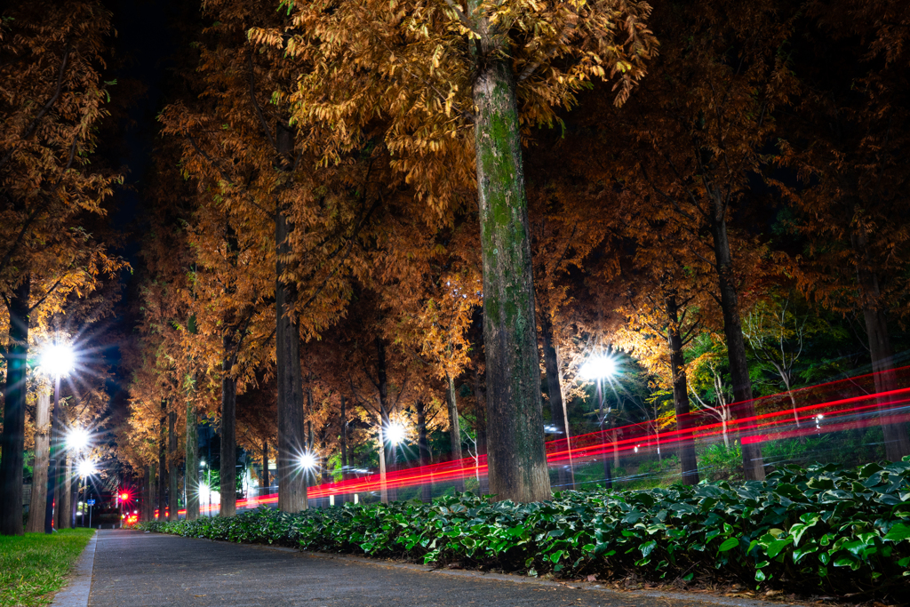 五条メタセコイア並木