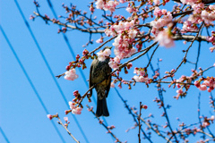 安行寒桜と鳥さん