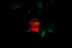 紅一点