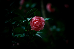 美しいお花