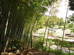ぼたん園(3)
