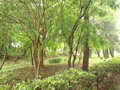 公園_ぶなの木(3)