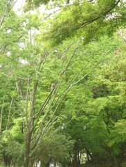 公園_ぶなの木(2)