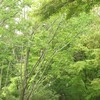 公園_ぶなの木(2)