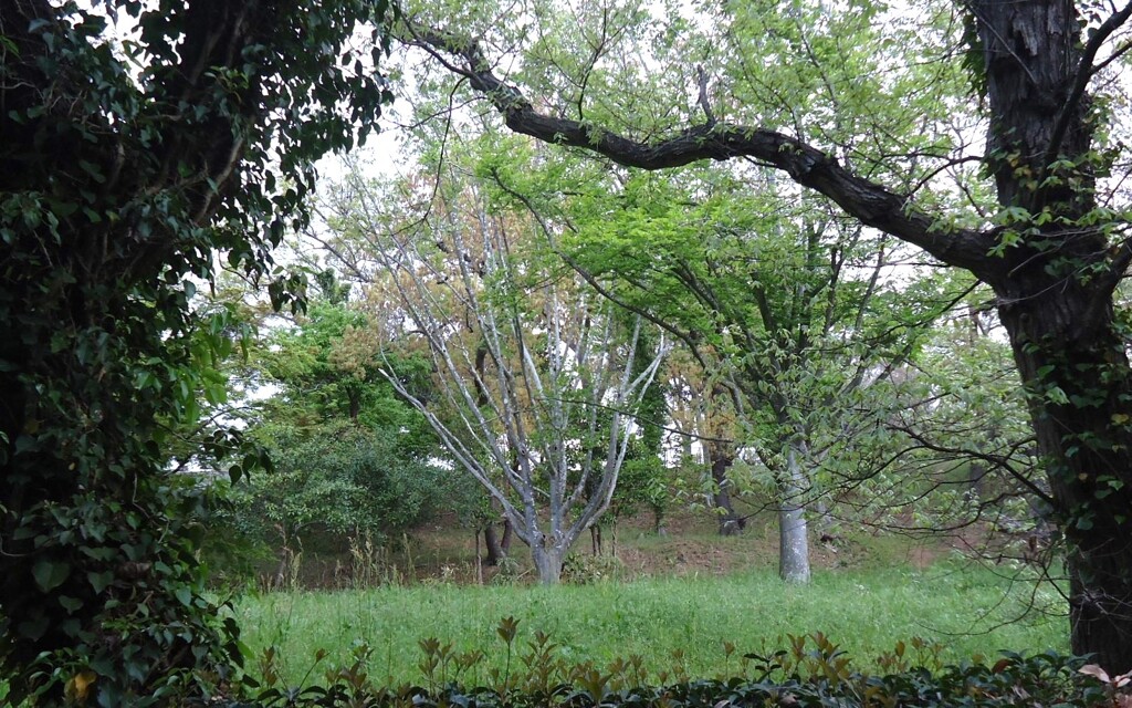 公園_ぶなの木(1)