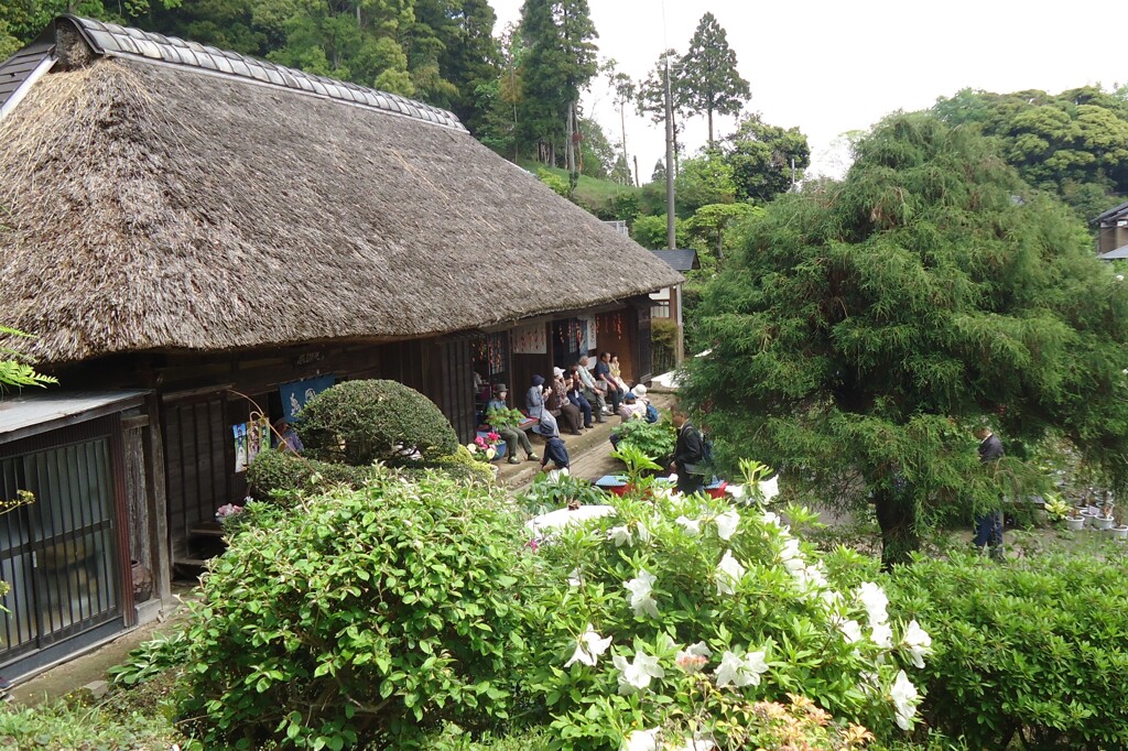 ぼたん園(6)