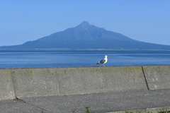 利尻岳とウミネコ from 礼文島