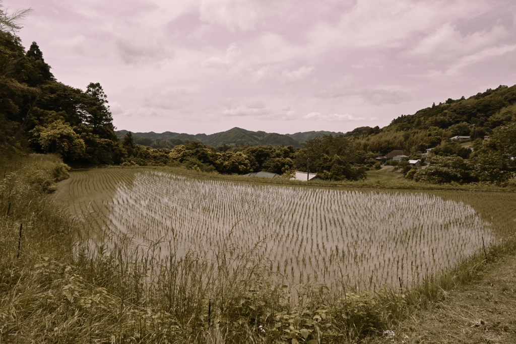 田舎の風景