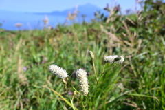 サラシナショウマ　from 礼文島