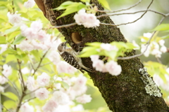 八重桜に巣穴開けました