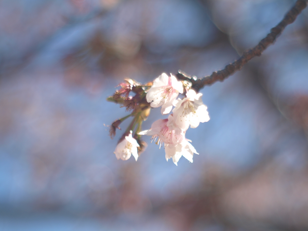 桜