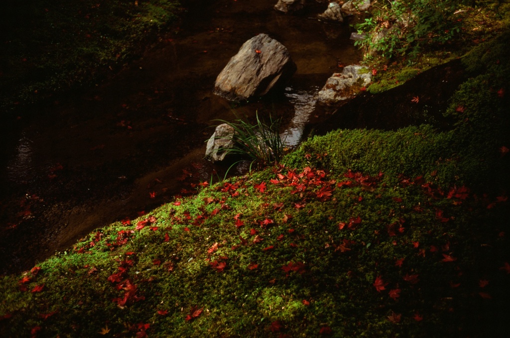 落紅葉